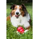 Kong Classic Rood6.webp