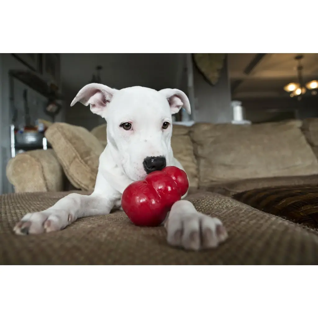 Kong Classic Rood7.webp