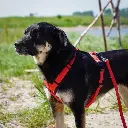 Zwart rood details normaal.webp