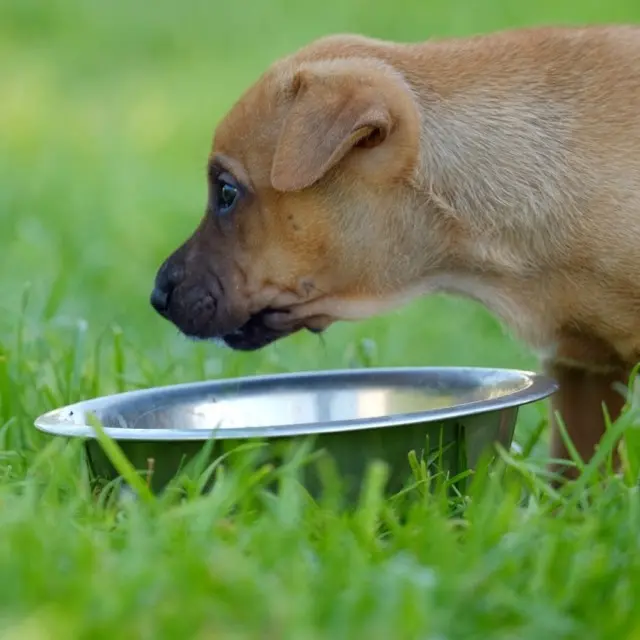 RVS Voerbak voor Honden 25 cm - 3.00 Ltr